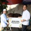 Membangun Lebih dari Infrastruktur, Brantas Abipraya Tebar Keceriaan Iduladha Melalui 210 Hewan Kurban
